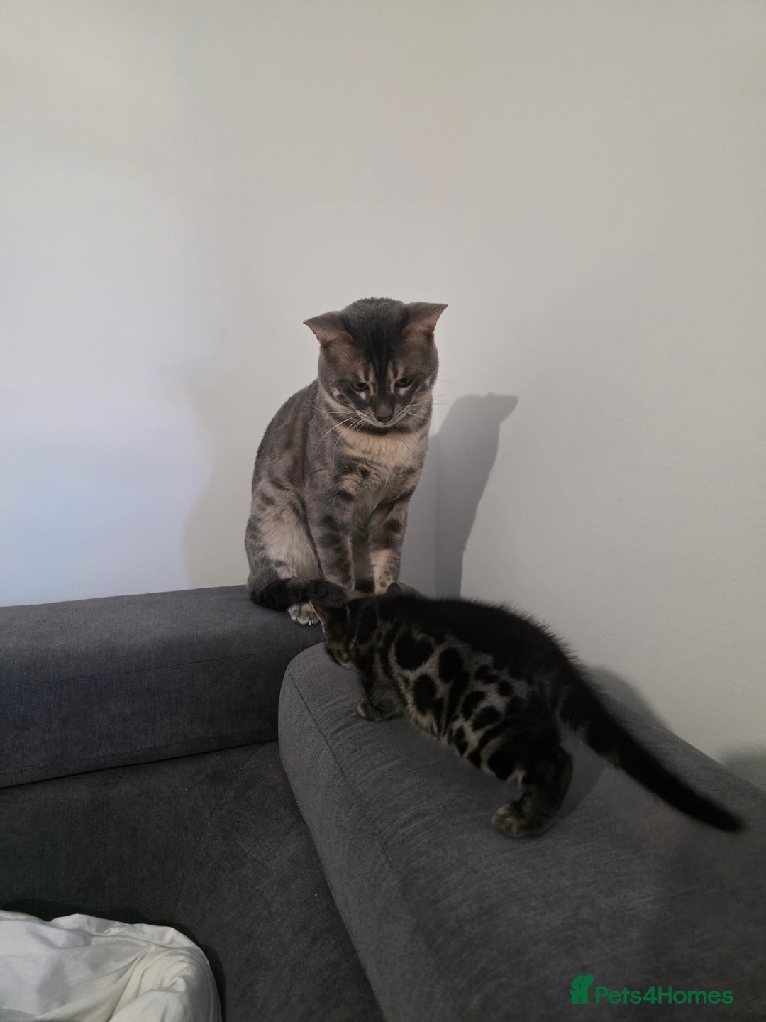 Bengal cats for sale: Double Charcoal DNA Tested Girl  - Advert 5