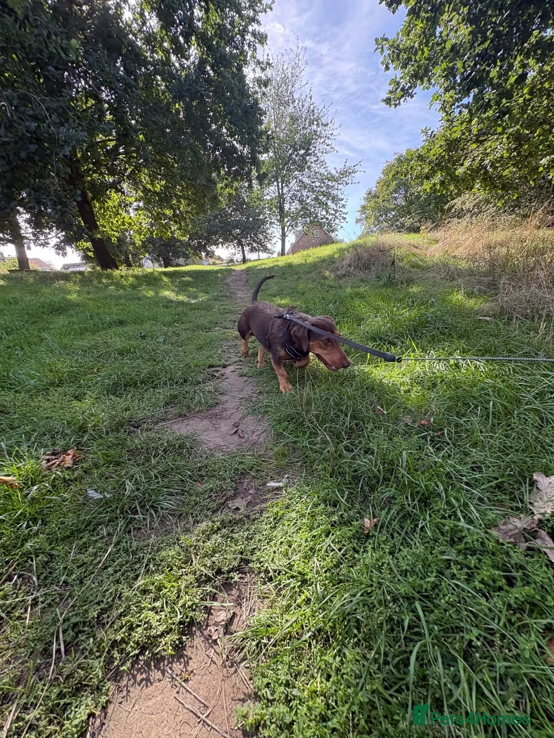 Mixed Breed dogs for sale: Dachshund mix - Advert 6