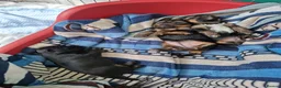 Yorkshire Terrier dogs for sale: Little Yorkshire Terrier Puppies! 2 Boys & 1 Girl. - Advert 3