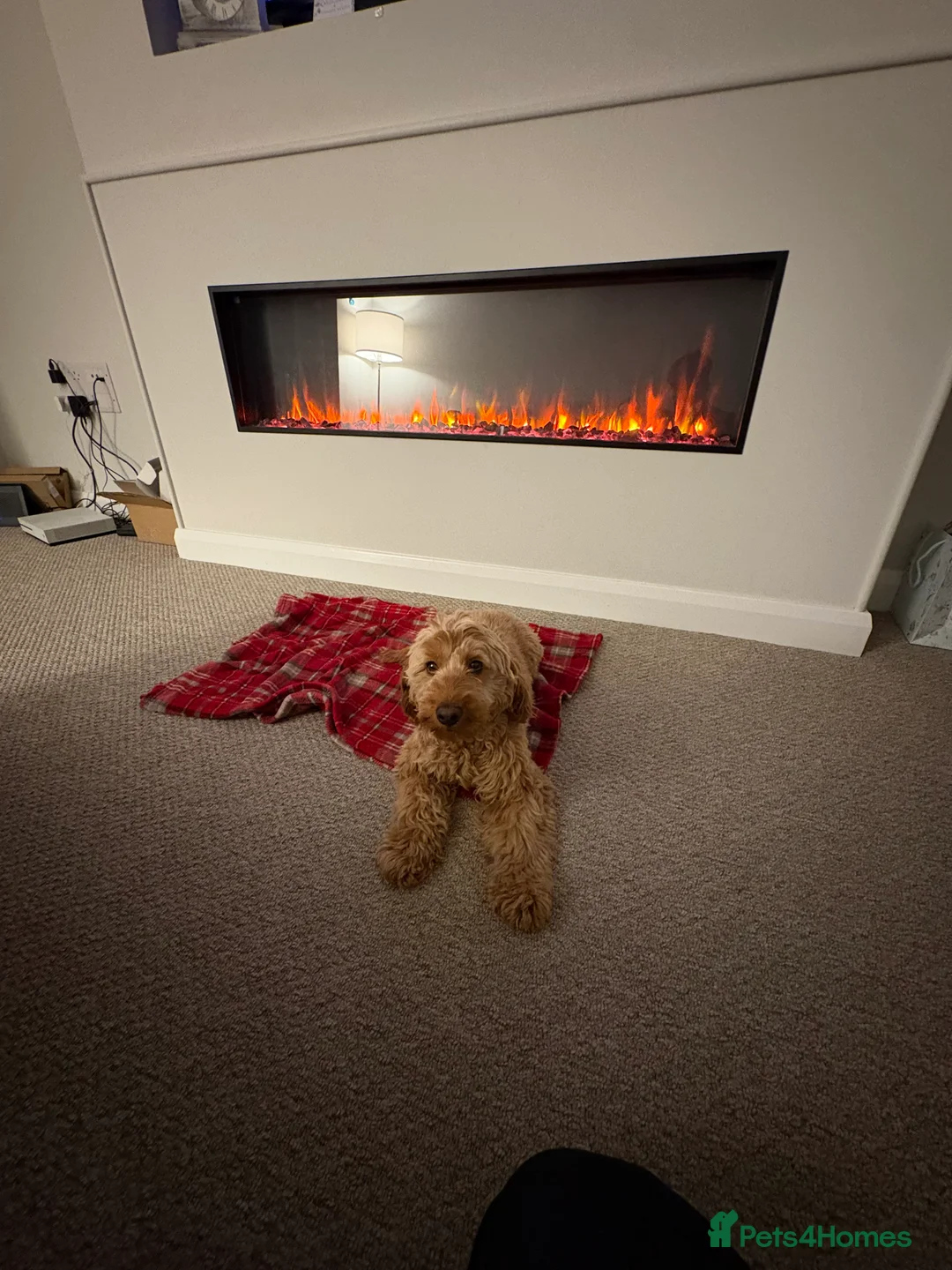 Cockapoo dogs for sale: Beautiful miniature F1B cockapoo  - Advert 8