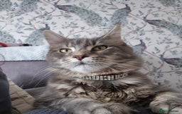Maine Coon cats for sale: Gorgeous Maine Coons for sale - Image 7