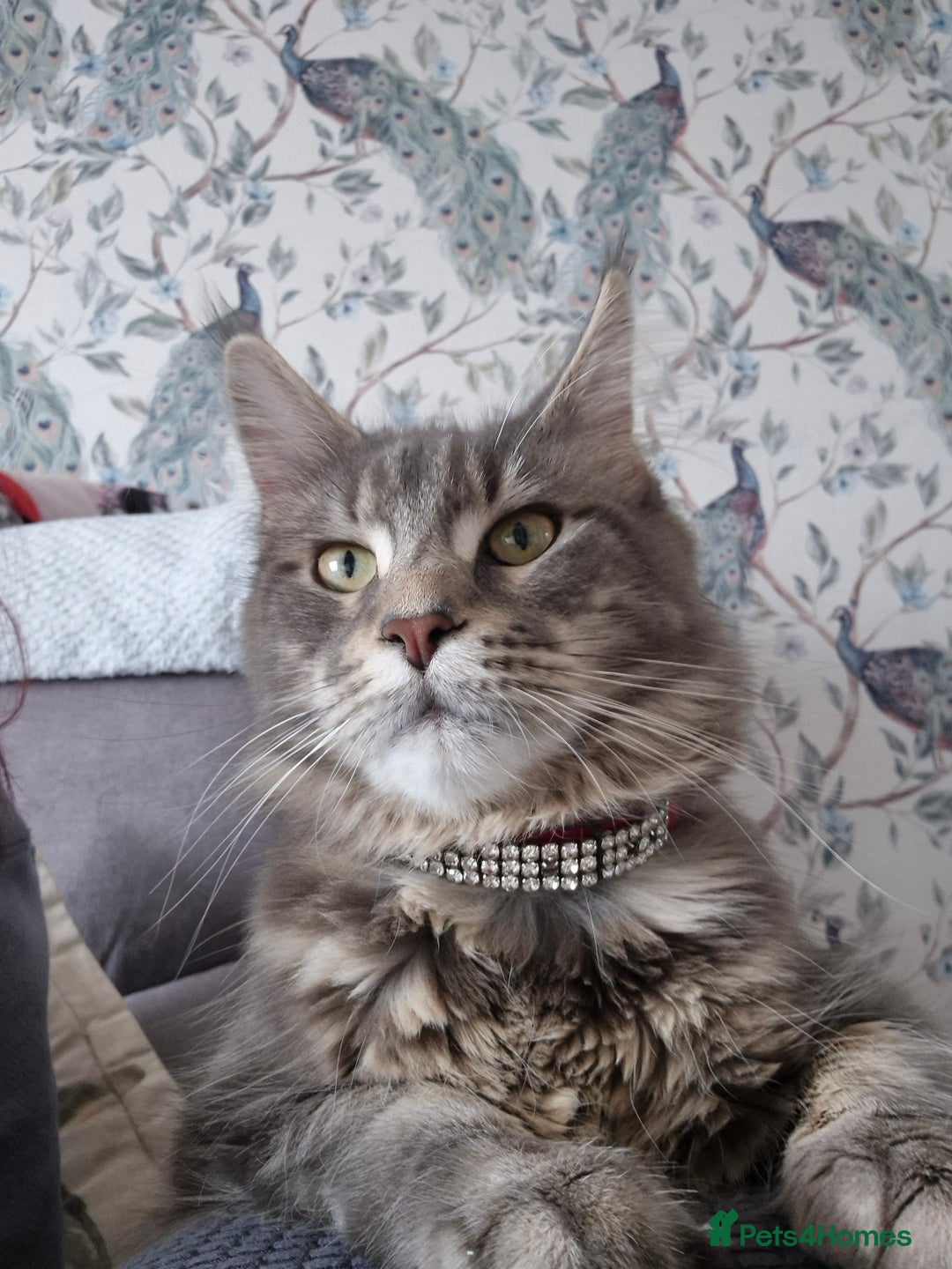 Maine Coon cats for sale: Gorgeous Maine Coons for sale - Image 7