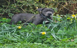 Mixed Breed dogs for sale: Bulldog x spaniel  - Image 4