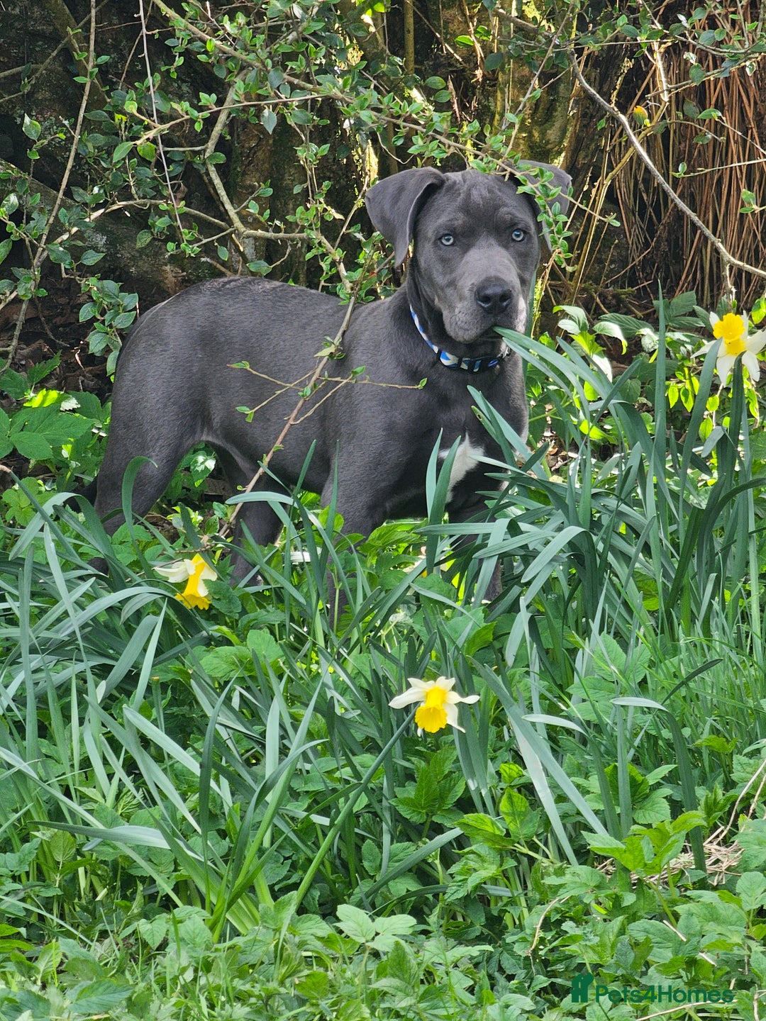 Mixed Breed dogs for sale: Bulldog x spaniel  - Image 4