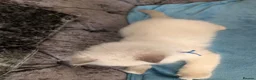 Ragdoll cats for sale: 💛GCCF Registered 💛Ragdoll kittens   - Advert 16