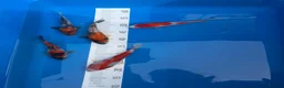 Koi Carp fish for sale: Koi carp in Middlesbrough - Advert 5