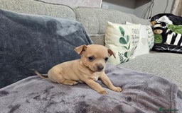 Chihuahua dogs for sale: Chihuahua pedigree pups. Not KC. - Image 9