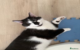 Domestic Shorthair cats for sale: 2 year old boy for sale - Image 1