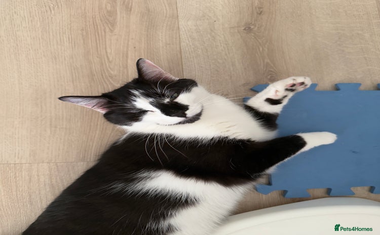 Domestic Shorthair cats - Advert 1