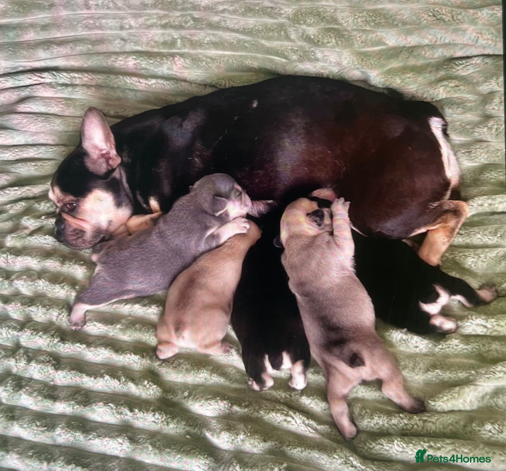 French Bulldog dogs Beautiful French Bulldog puppies! - Advert 1