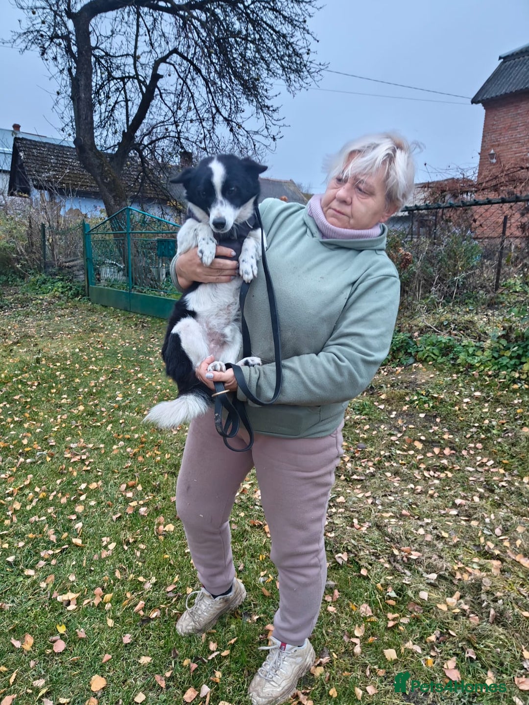 Mixed Breed dogs for adoption: 💙🐶Bobby -3 yo small boy with spirit of lion💙🐶 - Advert 12