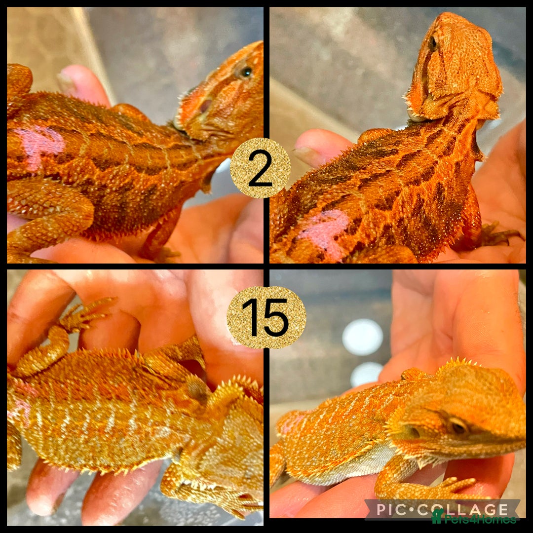 Bearded Dragon reptiles for sale: Beautiful baby bearded dragons £150 ONO - Image 1