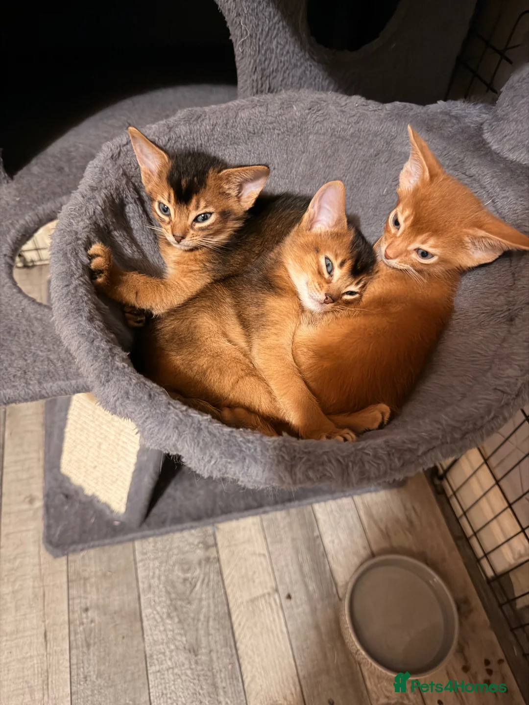 Abyssinian cats for sale: 2 Abyssian kittens in Livingston - Advert 1