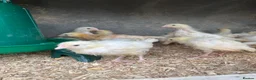 Mixed Breed poultry for sale: Rumpless Arucana Hen Polish, Brahma, silkie chicks - Advert 20