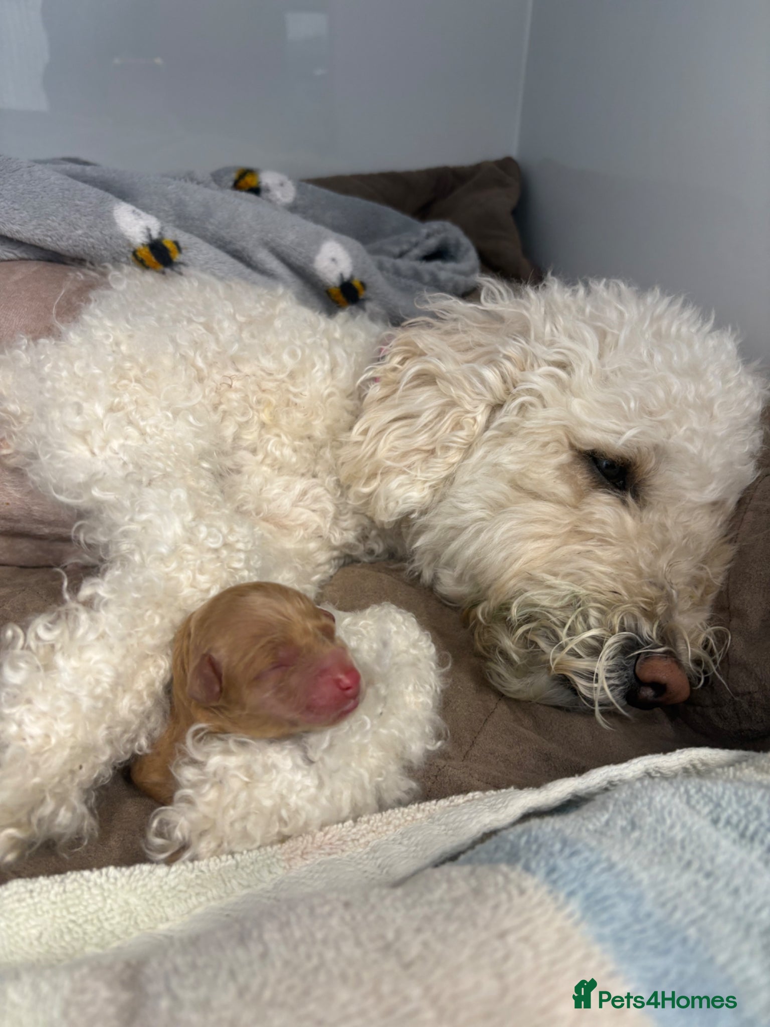 Miniature Poodle dogs Red Miniature poodle puppy’s 🐩🤍🐾 - Advert 2