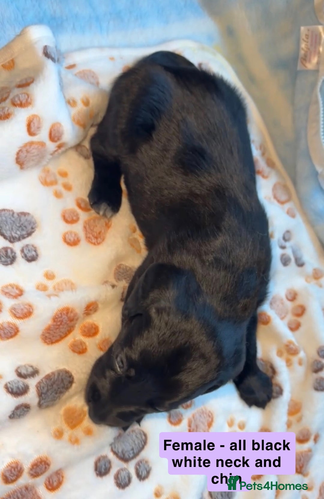 Mixed Breed dogs for sale: BLUE EYED RARE Genetic Merle Sprollies - Advert 13