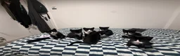 Mixed Breed cats for sale: 7 Adorable Kittens Looking for Loving Homes - Advert 5