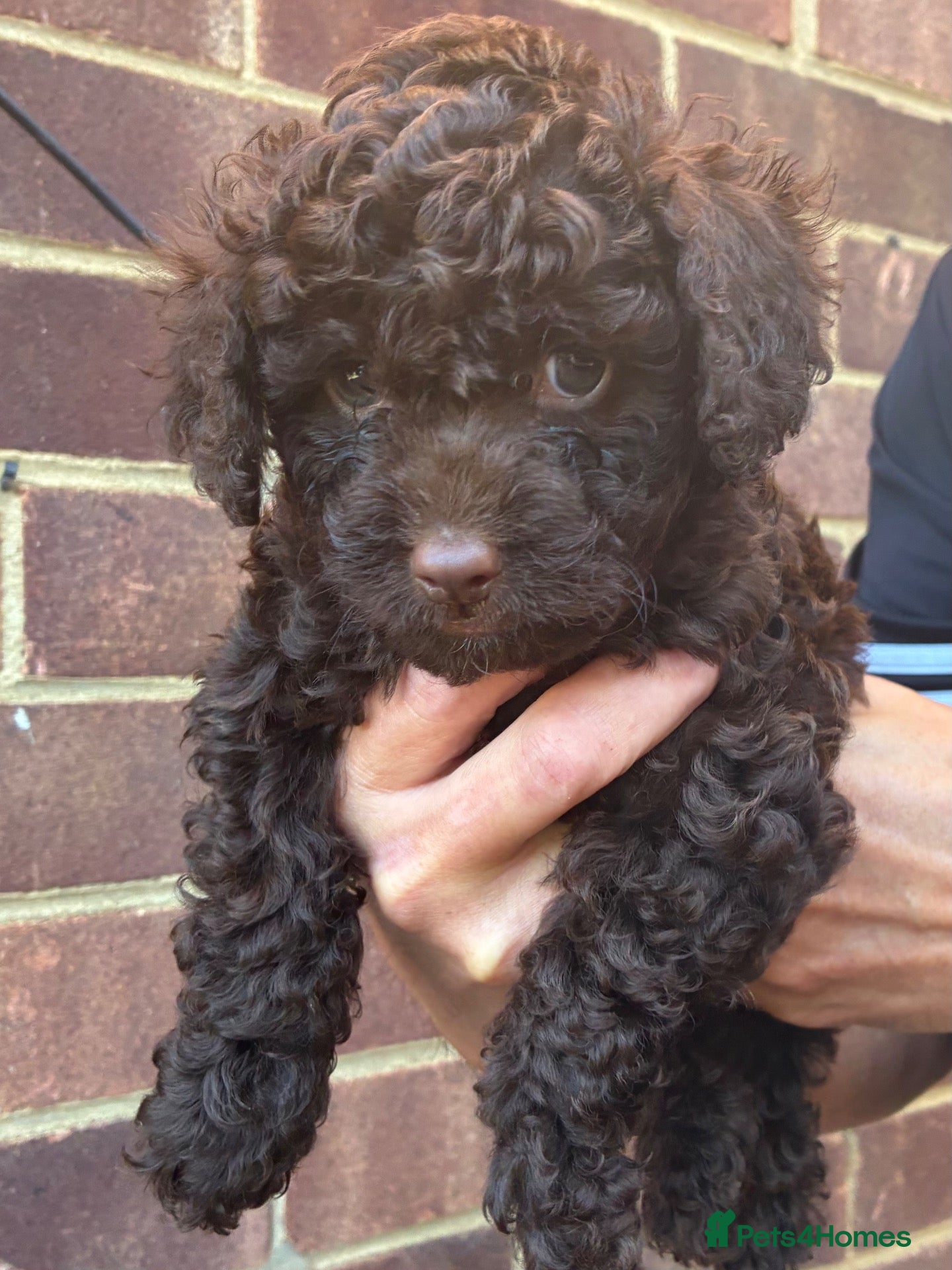 Cockapoo dogs Cockapoo puppies  - Advert 2