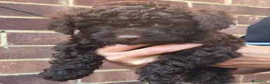 Cockapoo 2