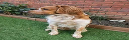Brittany Spaniel dogs for stud: KC Registered Brittany Spaniel Available for Stud  in Andover - Advert 2