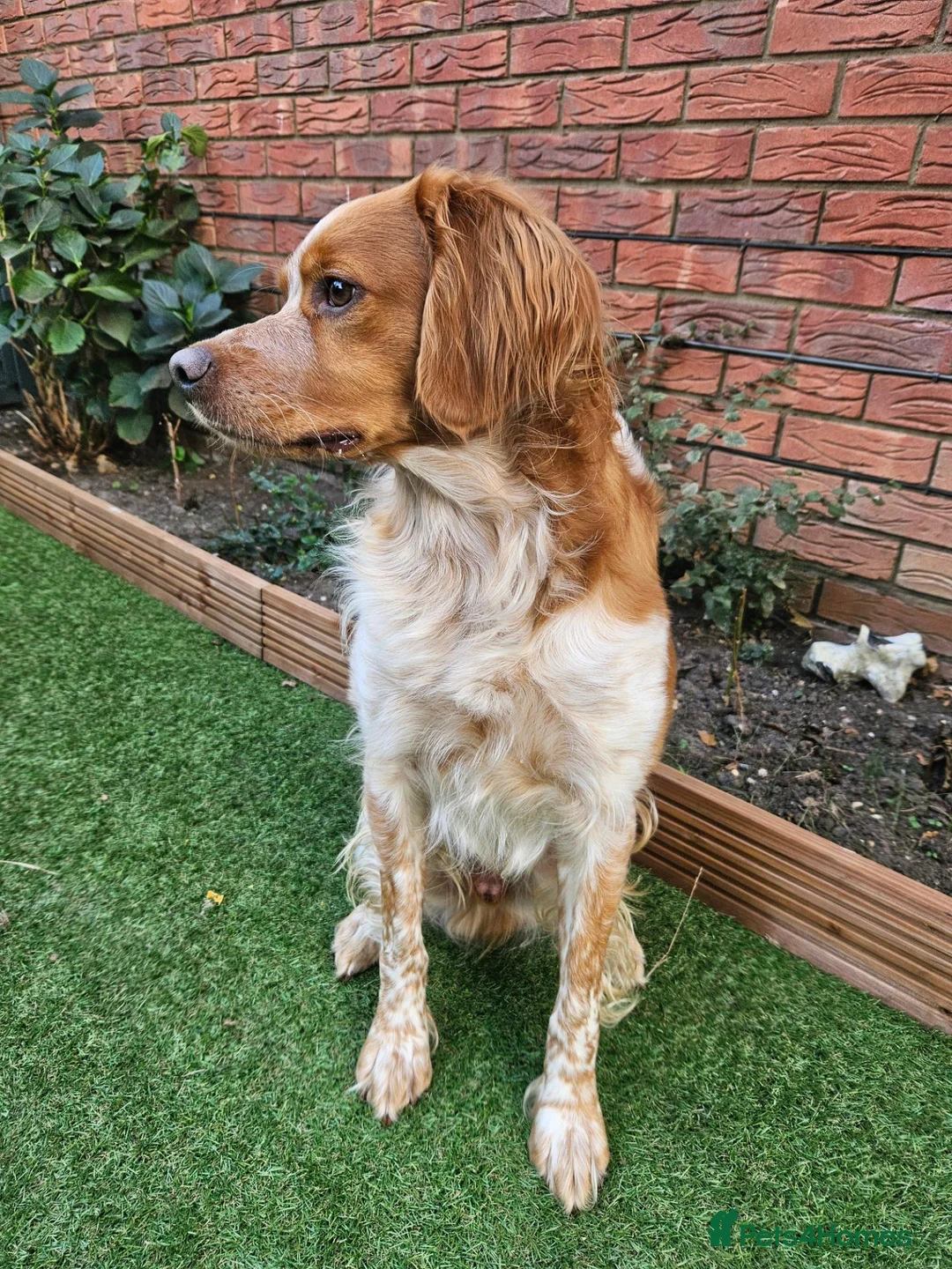 Brittany Spaniel dogs for stud: KC Registered Brittany Spaniel Available for Stud  in Andover - Advert 2