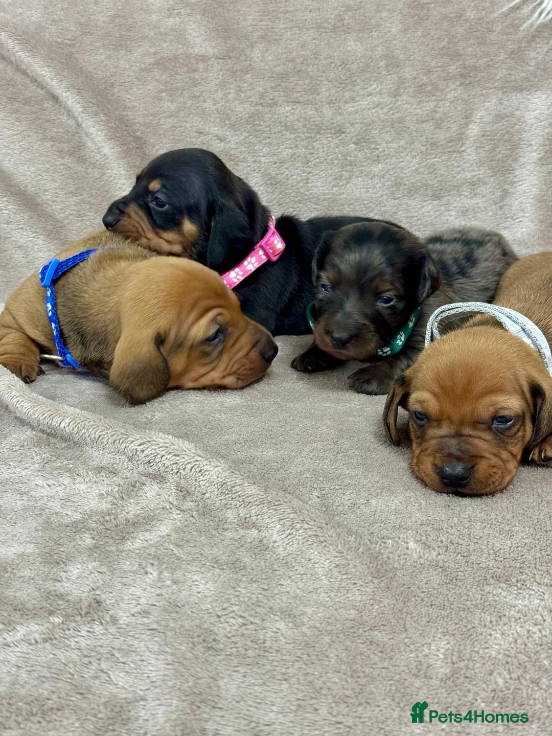 Miniature Dachshund dogs for sale: Beautiful miniature dachshund litter - Advert 2