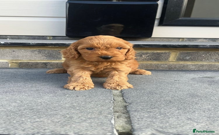 Cockapoo dogs COCKAPOO PUPPY  BOTH KC PARENTS HERE TO MEET  !! - Advert 15