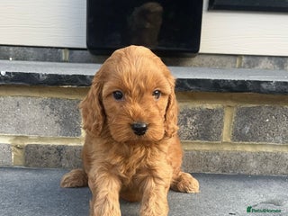 Cockapoo dogs COCKAPOO PUPPY BOTH KC PARENTS HERE TO MEET !! - Advert 5