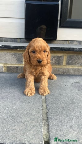 Cockapoo dogs COCKAPOO PUPPY BOTH KC PARENTS HERE TO MEET !! - Advert 15