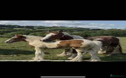 Irish Cob horses for sale: Chunky Chesney - Skewbald Colt  - Image 3