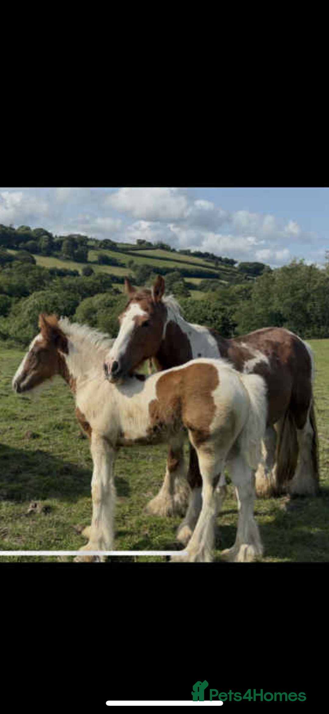 Irish Cob horses for sale: Chunky Chesney - Skewbald Colt  - Image 3