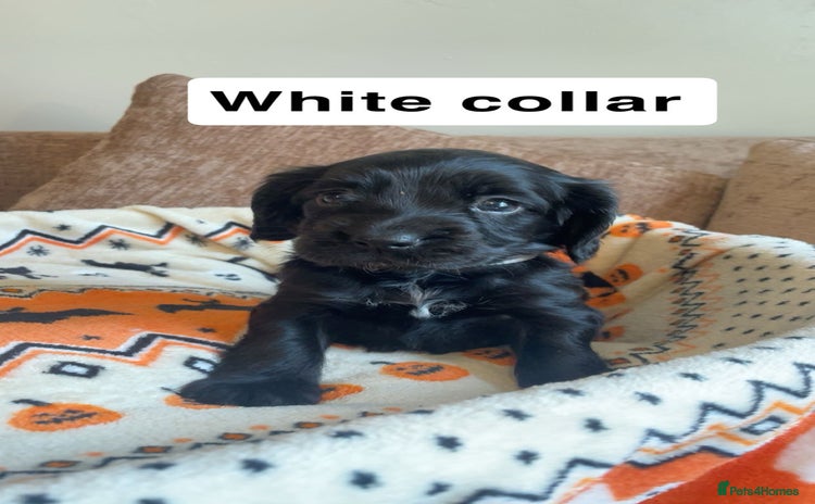 Cocker Spaniel dogs - Advert 4