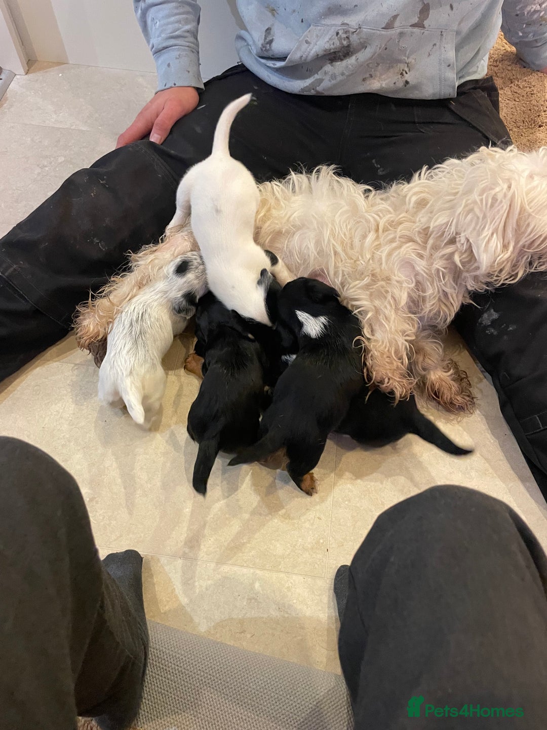 Mixed Breed dogs for sale: Sealyham terrier cross jack russel terrier  - Advert 19