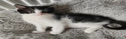 Mixed Breed cats for sale: Gorgeous kittens  - Advert 10