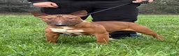 English Bull Terrier dogs for sale: Red kc male English bull terrier for sale  - Advert 2