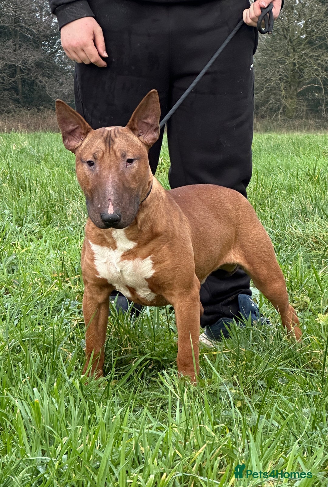 English Bull Terrier dogs for sale: Red kc male English bull terrier for sale  - Advert 2