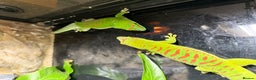 Gecko reptiles for sale: Madagascan Giant Day Gecko Female Trio - Advert 4