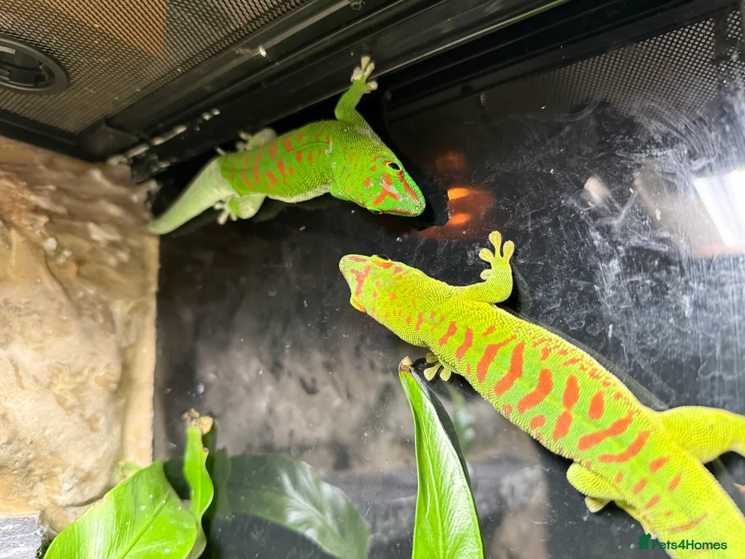 Gecko reptiles for sale: Madagascan Giant Day Gecko Female Trio - Advert 5