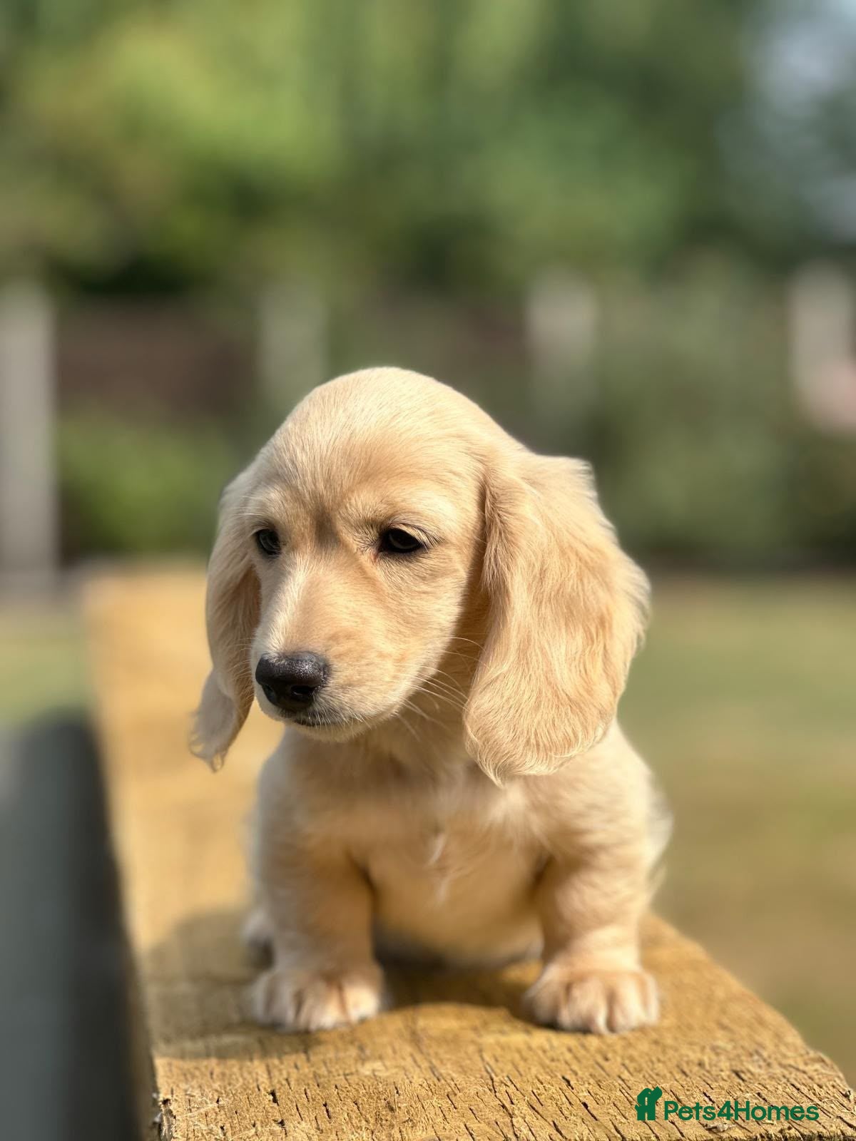 Miniature Dachshund dogs KC mini longhaired brindle dachshunds  - Advert 17