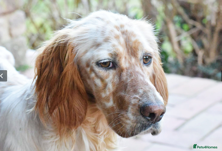 Bonnie (Laila) — English Setter