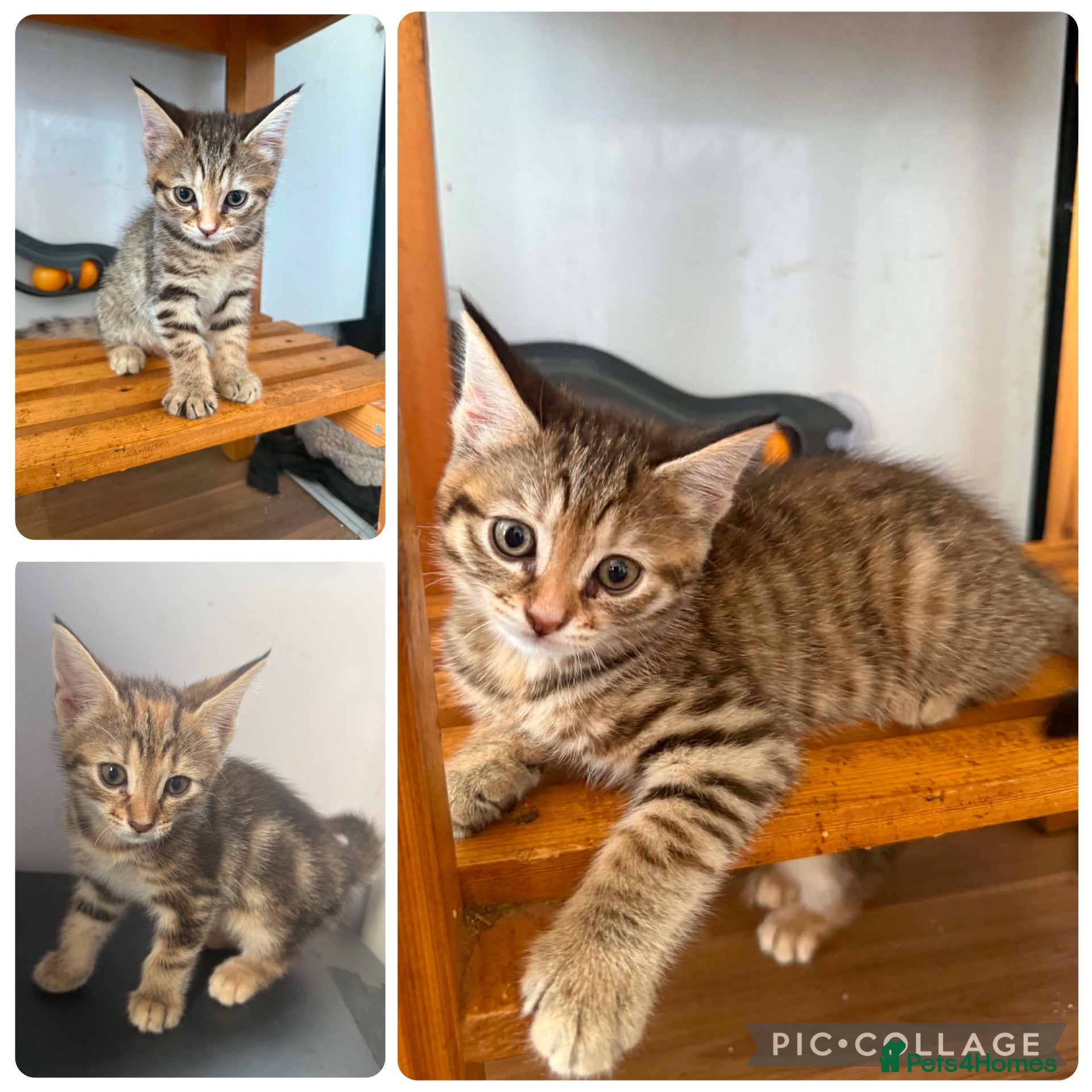 Norwegian Forest Cat cats 2 girls left ready to leave now  - Advert 19
