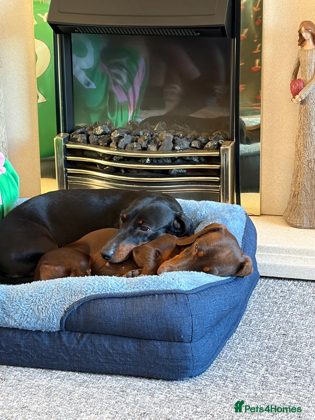 Miniature Dachshund dogs for sale: 2 girls need a forever home in Swanage - Advert 1