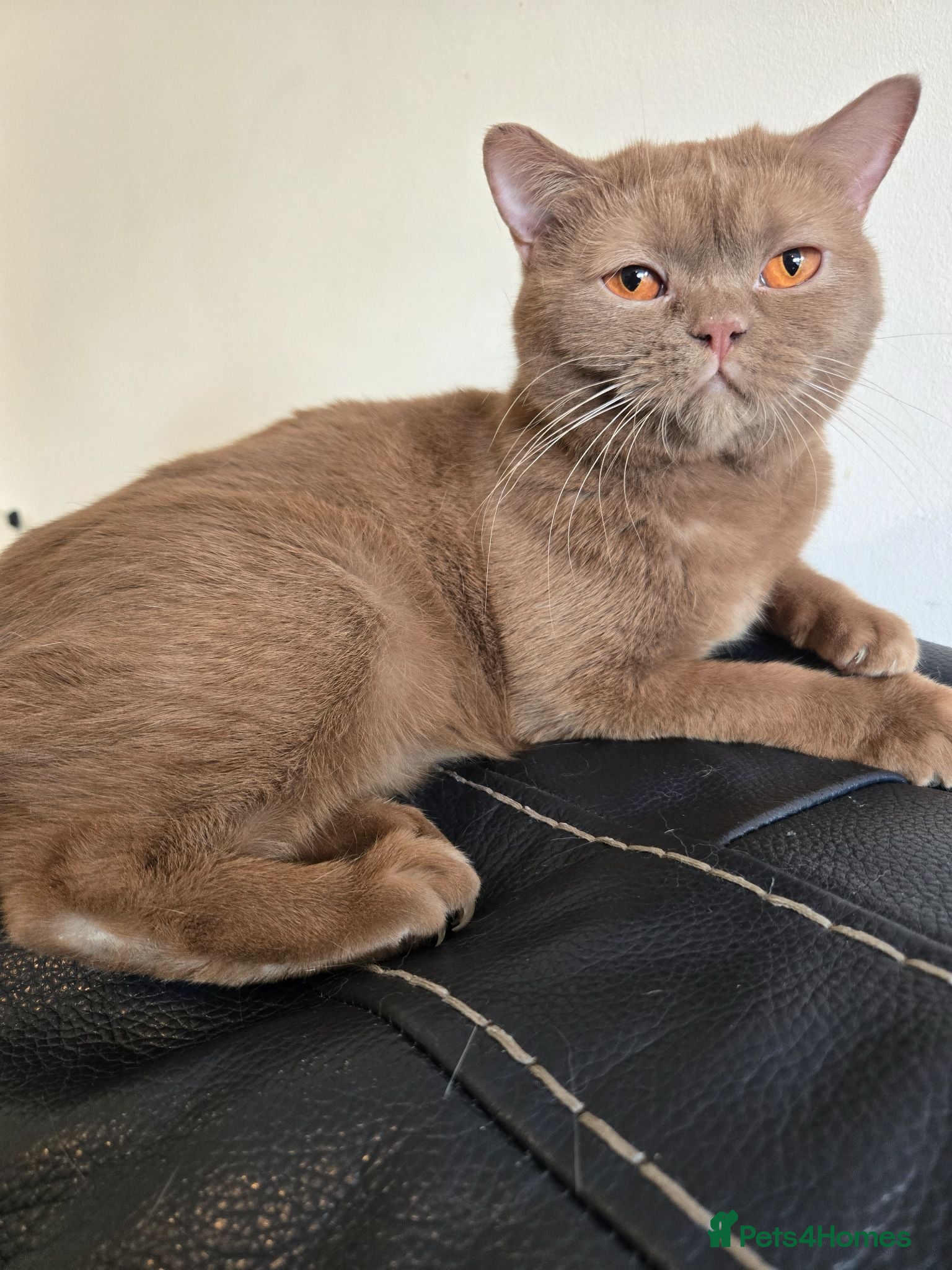 British Shorthair cats RARE! British Shorthair Kittens Cinnamon & Fawn - Advert 2