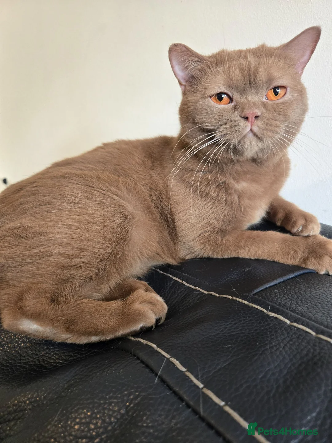 British Shorthair cats for sale: RARE! British Shorthair Kittens Cinnamon & Fawn in London - Advert 2