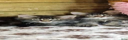 Mixed Breed cats for sale: Mainecoon Kittens  - Advert 4