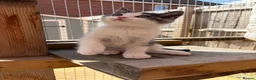 British Shorthair cats for sale: Beautiful British Shorthair Male Kittens 🐾 - Advert 6