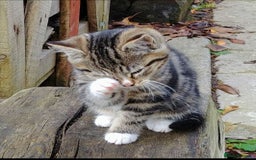 Mixed Breed cats for sale: Premium kittens for sale - Image 13