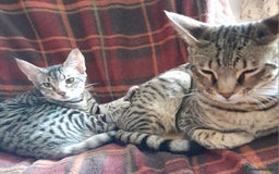 Savannah cats for sale: Full Pedigree TICA reg Savannah Girl Kitten - Image 8