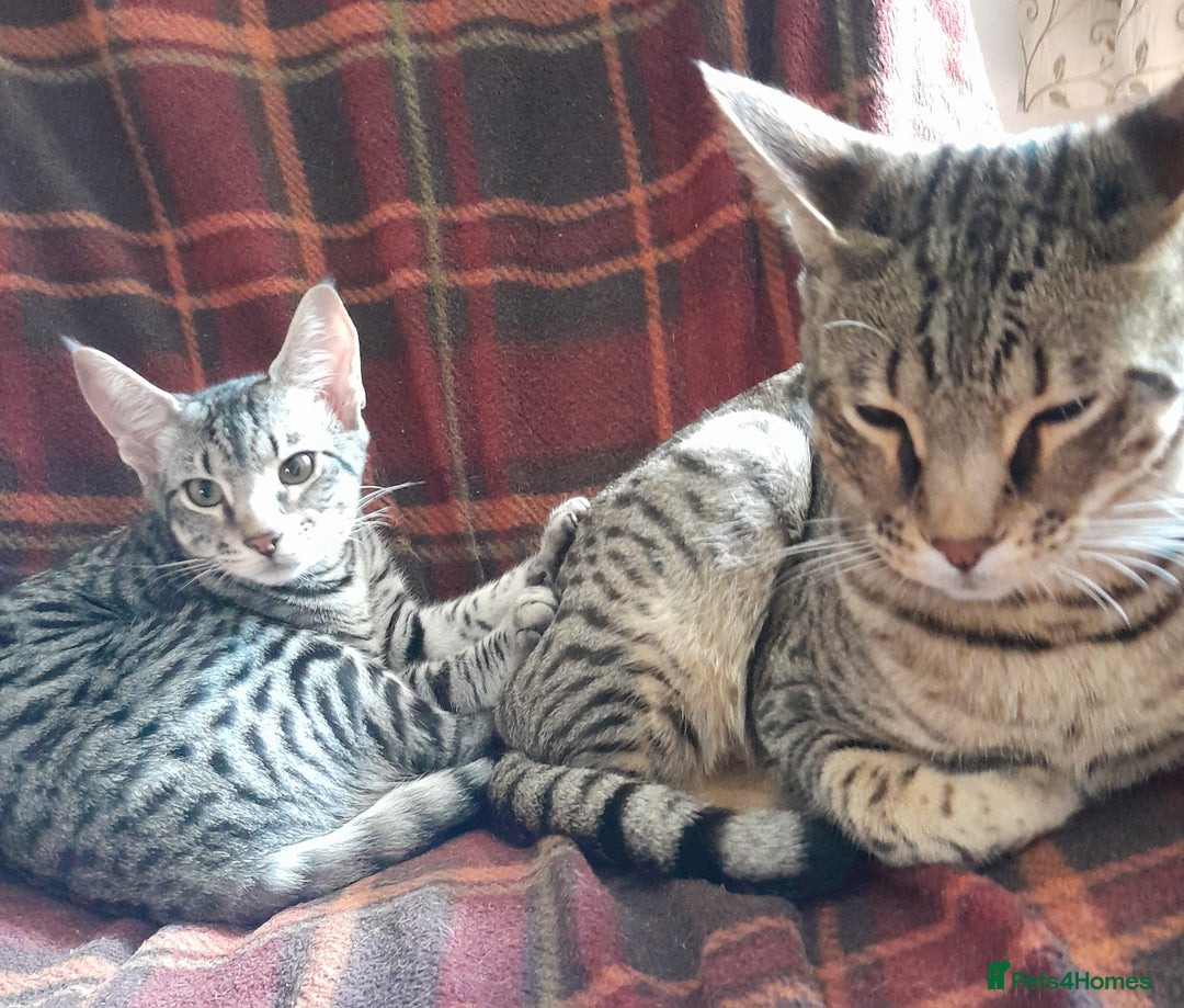 Savannah cats for sale: Full Pedigree TICA reg Savannah Girl Kitten - Image 8