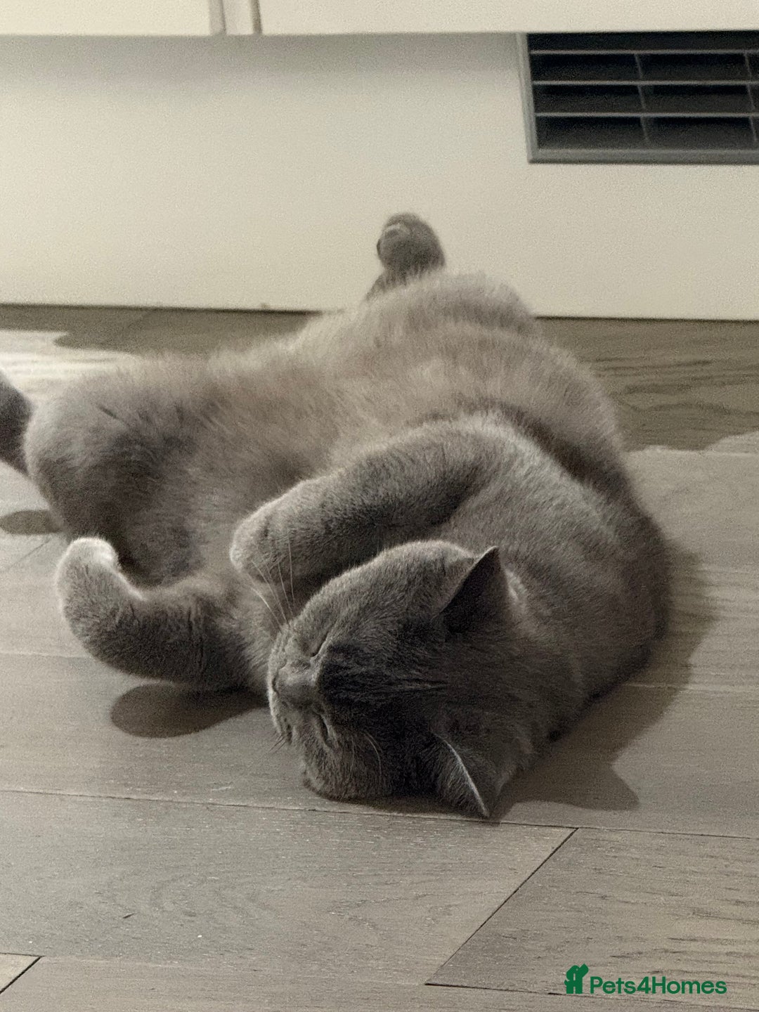 British Shorthair cats for sale: 🐾💙 Beautiful Blue British Shorthair Queen 💙🐾 - Image 2